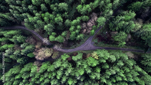 Path forking in a forest