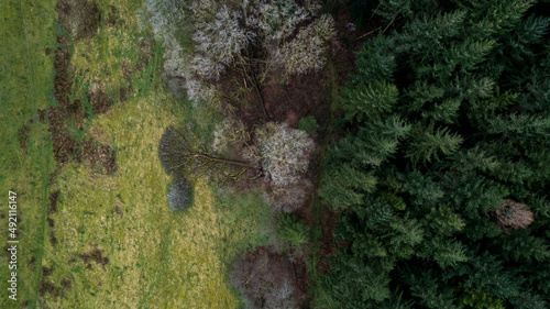 Tree fallen out of a forest landscape