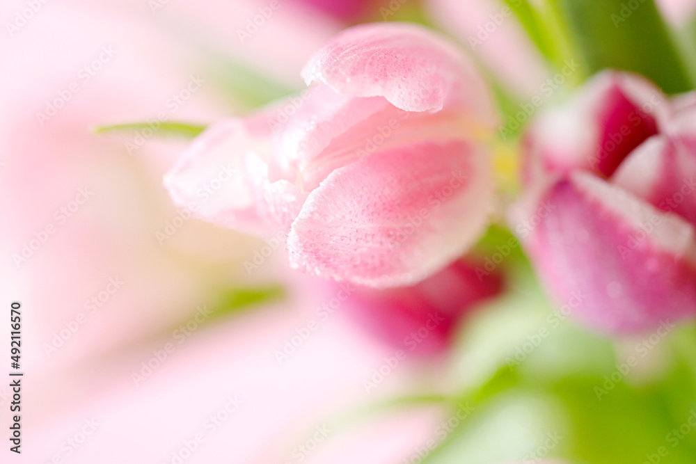 spring tulips on pink background. Greeting card for mothers day spring tulips on pink background. Greeting card for mothers day