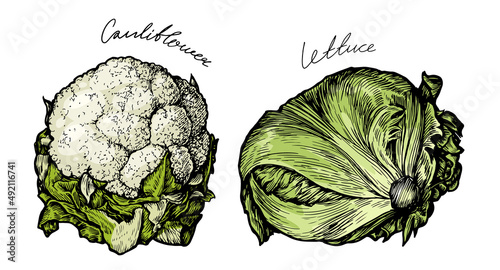Cauliflower, lettuce vegetable with fresh green leaves. Diet nutrition, vegetarian organic farm food