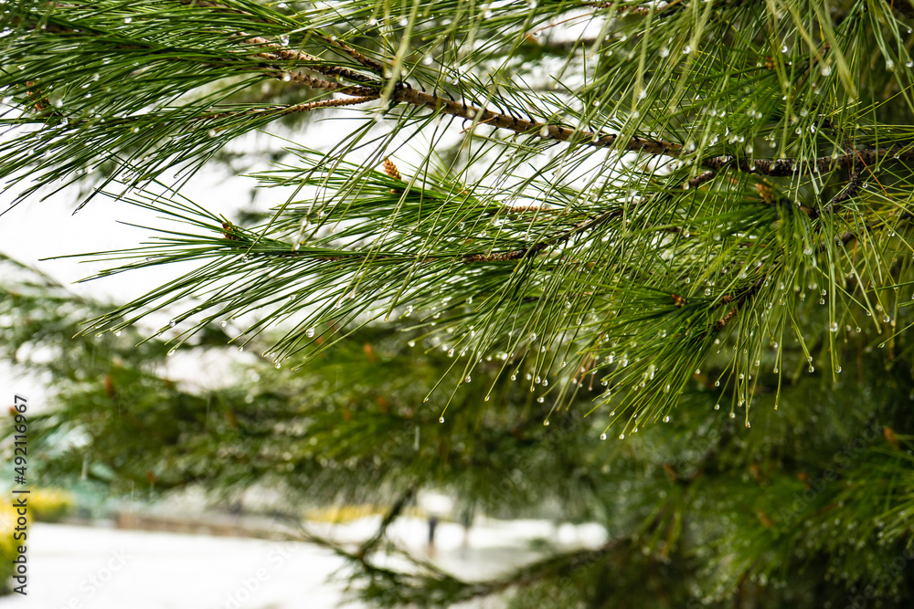 Fototapeta premium Snow in Tbilisi in the spring