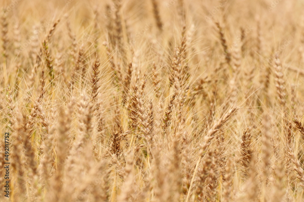 季節は麦秋 日本の麦畑 黄金色に輝く畑はとても綺麗です。
The season is wheat autumn, Japanese wheat fields, and the golden fields are very beautiful. 季節は麦秋 日本の麦畑 黄金色に輝く畑はとても綺麗です。
The season is wheat autumn, Japanese wheat fields, and the golden fields are very beautiful.