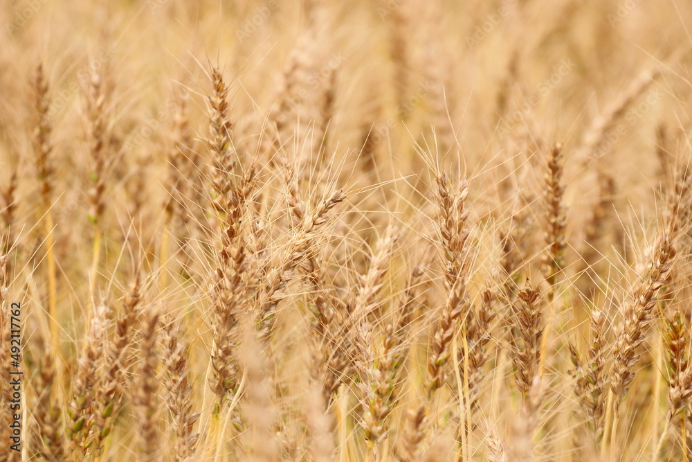 季節は麦秋 日本の麦畑 黄金色に輝く畑はとても綺麗です。
The season is wheat autumn, Japanese wheat fields, and the golden fields are very beautiful. 季節は麦秋 日本の麦畑 黄金色に輝く畑はとても綺麗です。
The season is wheat autumn, Japanese wheat fields, and the golden fields are very beautiful.