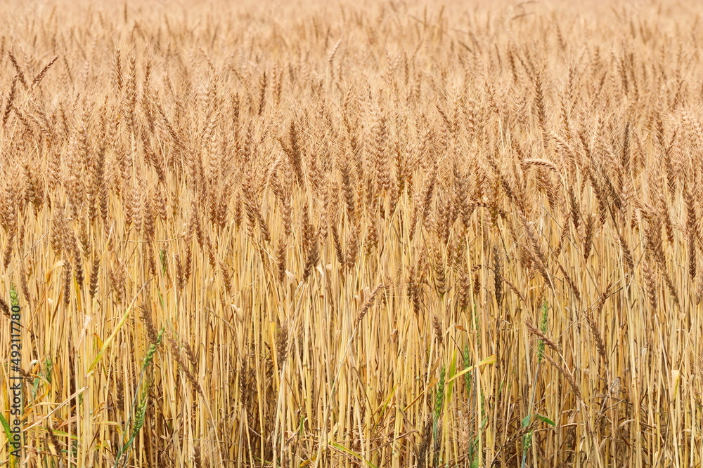 季節は麦秋 日本の麦畑 黄金色に輝く畑はとても綺麗です。
The season is wheat autumn, Japanese wheat fields, and the golden fields are very beautiful. 季節は麦秋 日本の麦畑 黄金色に輝く畑はとても綺麗です。
The season is wheat autumn, Japanese wheat fields, and the golden fields are very beautiful.