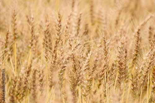 季節は麦秋 日本の麦畑 黄金色に輝く畑はとても綺麗です。 The season is wheat autumn, Japanese wheat fields, and the golden fields are very beautiful. © Orange Bowl