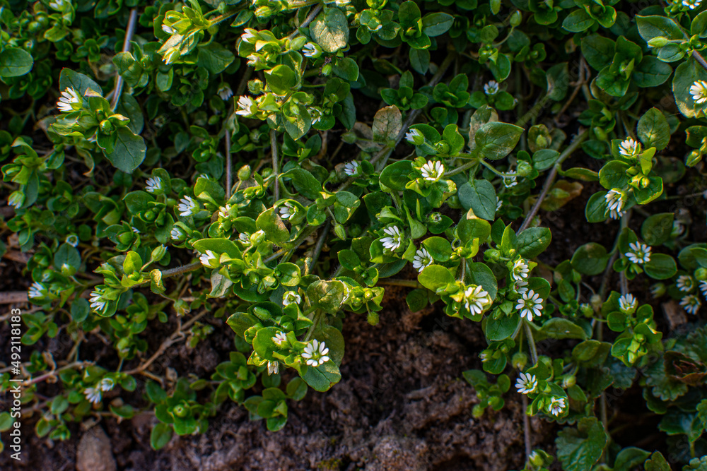 In the spring, Stellaria media grows in the wild In the spring, Stellaria media grows in the wild