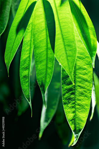 Backlit green leaves on dark background