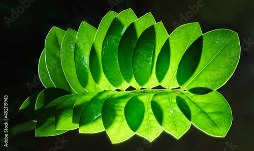 Backlit green leaves on dark background