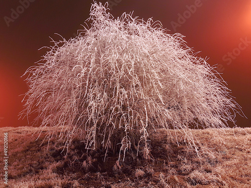 Frosty bush branches in nighttime city lights