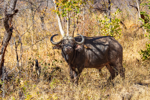cape buffalo in the savannah. Hwange National Park, Zimbabwe Africa © Joanne