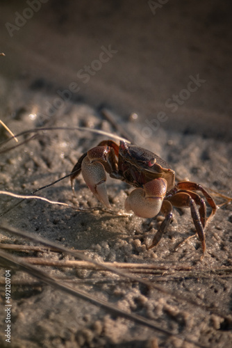large claw crab on the river bank