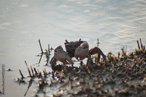 large claw crab on the river bank photo