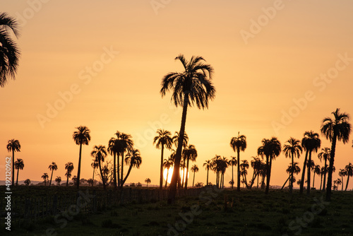 sunset in a field of palm trees