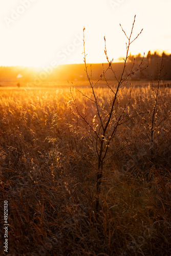 Backlit tips of dried winter wheat grass glow as a hazy winter sun sets over a prairie field in Calgary  Alberta  Canada.