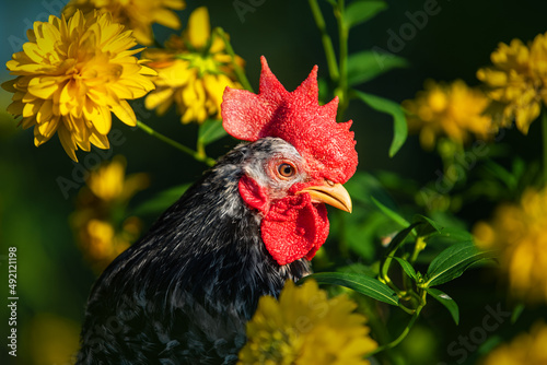 Wallpaper Mural Japanese bantam chabo rooster with flowers in summer Torontodigital.ca