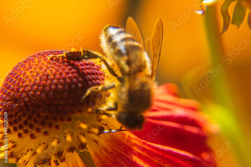 Honey bee covered with yellow pollen drink nectar, pollinating flower. Inspirational natural floral spring or summer blooming garden background. Life of insects. Extreme macro close up selective focus photo