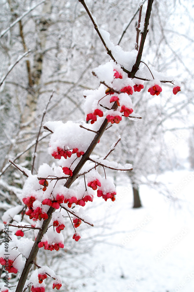 Decorative shrub under the snow Decorative shrub under the snow