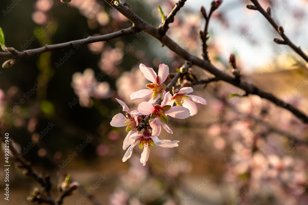 Pink almond flowers on a tree, Spain in winter Pink almond flowers on a tree, Spain in winter