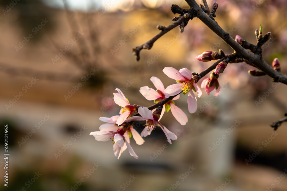 Pink almond flowers on a tree, Spain in winter Pink almond flowers on a tree, Spain in winter