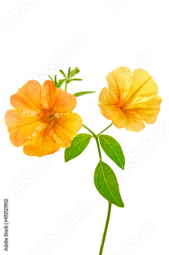 Bright beautiful flowers of yellow and orange color of nasturtium on a green stem with leaves close-up on a white isolated background