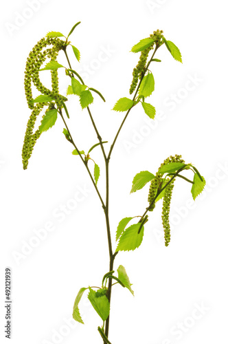 Spring birch branches with young green leaves and buds close-up on a white isolated background