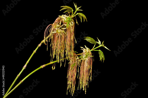 Bright beautiful flowers and green leaves of a maple tree in spring close-up on a black isolated background