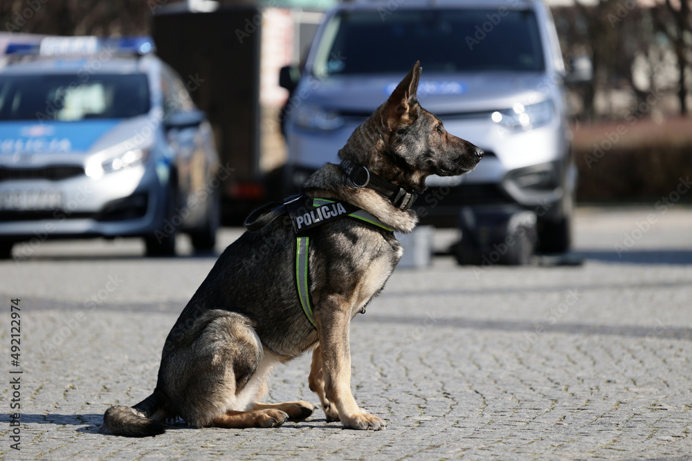 Pies policyjny rasy wilk niemiecki podpalany podczas pracy.  - obrazy, fototapety, plakaty 