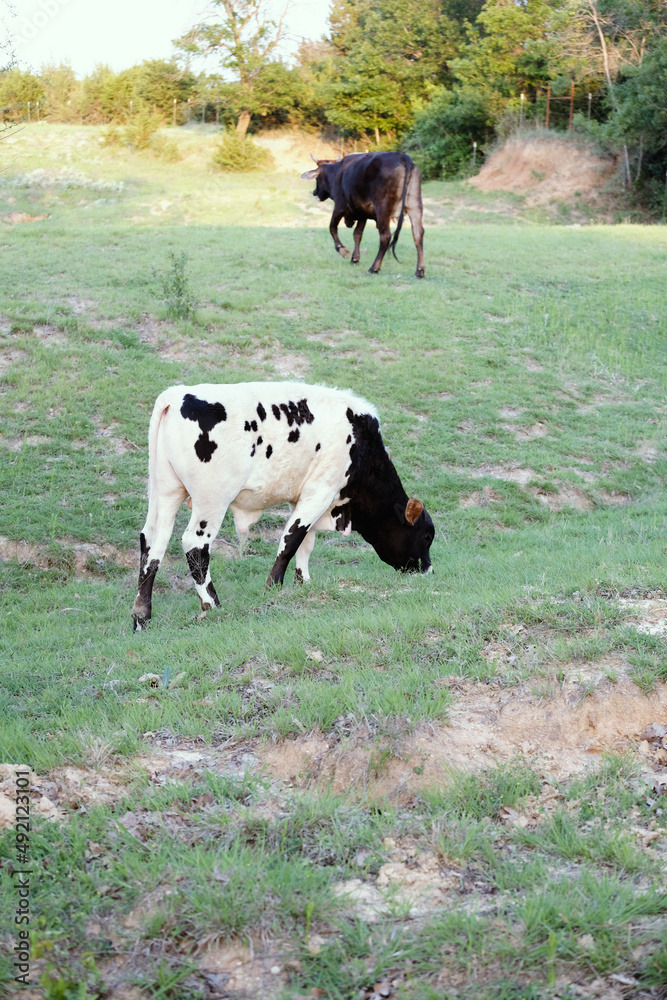 Spotted beef calf grazing in Texas summer field.