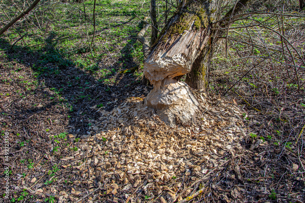 A large tree that was chewed and felled by a beaver A large tree that was chewed and felled by a beaver