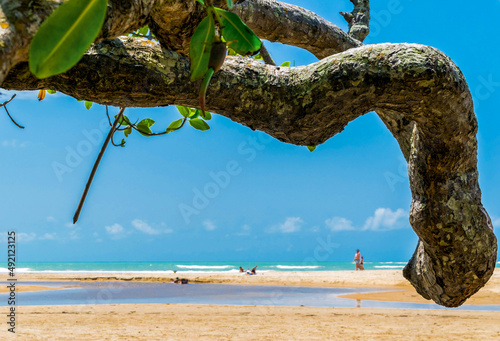 Tronco de árvore retorcido formando uma moldura, com linda paisagem ao fundo, praia de areias escuras, pequeno rio chegando para se encontrar com mar e lindo céu azul localizados na praia de Trancoso photo