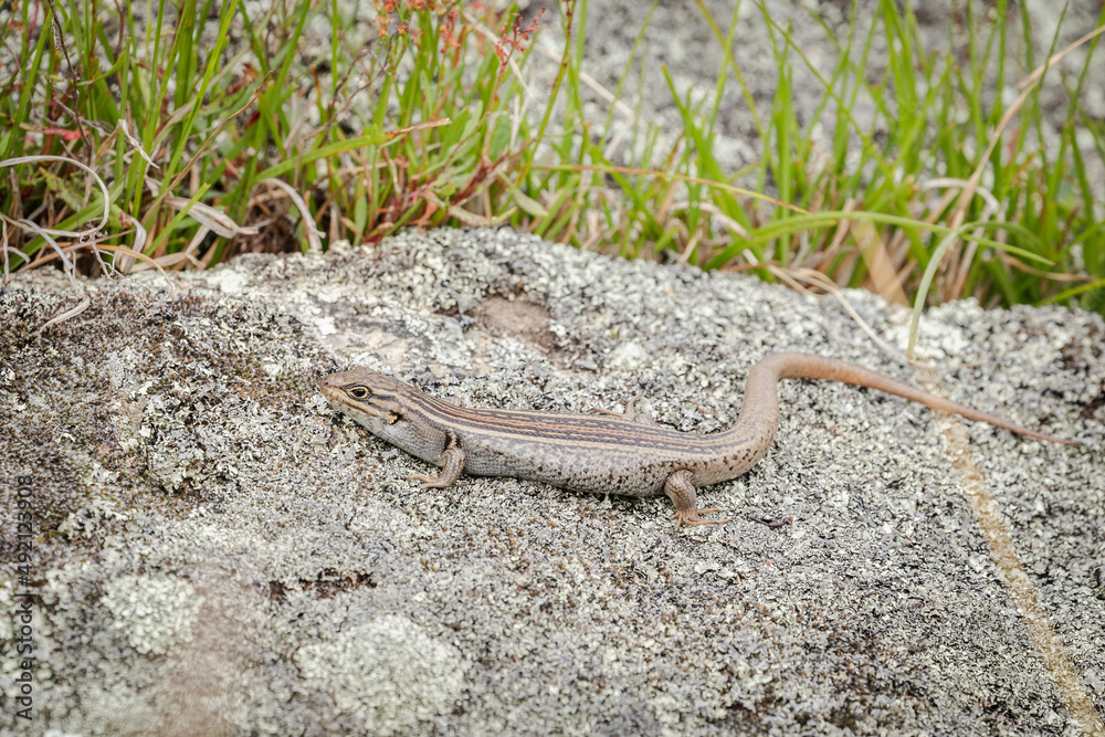 White’s Skink, Namadgi National Park, ACT, January 2022 White’s Skink, Namadgi National Park, ACT, January 2022