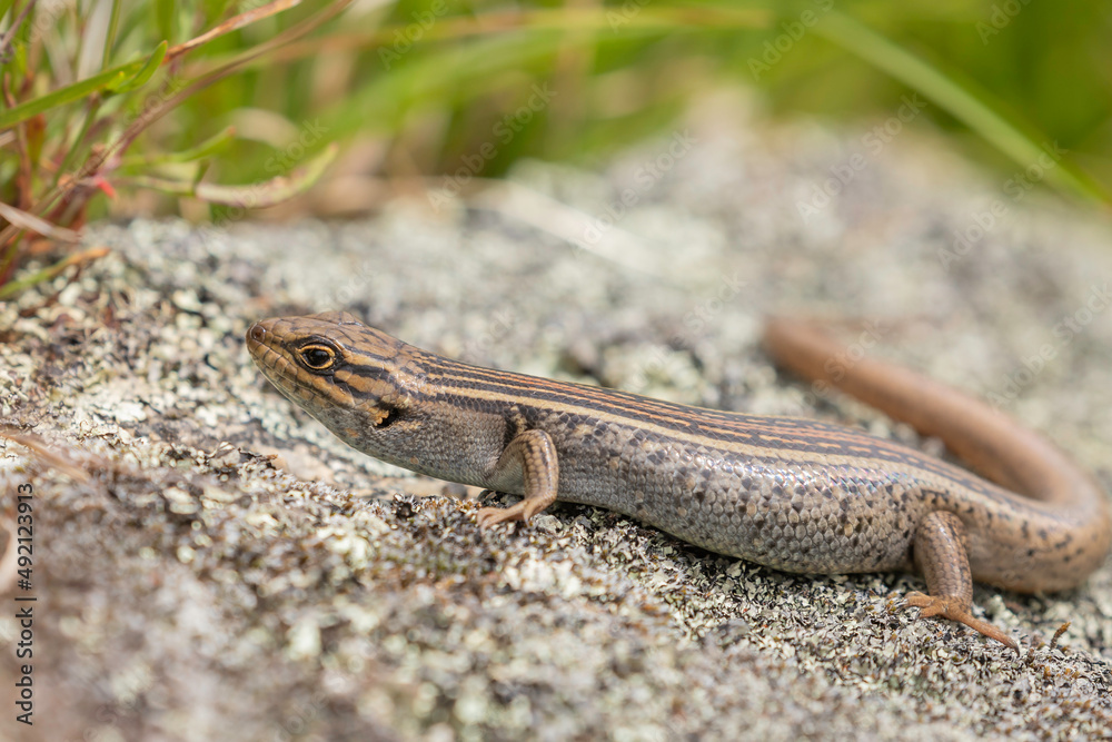 White’s Skink, Namadgi National Park, ACT, January 2022 White’s Skink, Namadgi National Park, ACT, January 2022