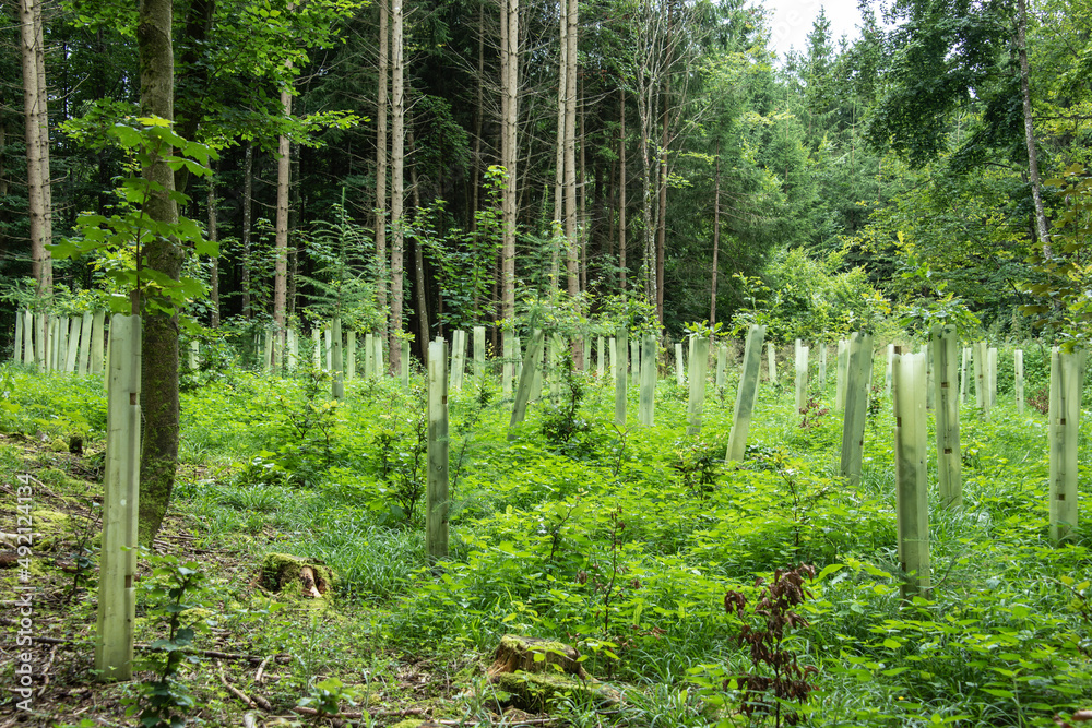 rows of tree saplings protected with plastic tubes