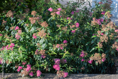 Wallpaper Mural a japanese meadowsweet with pink blossoms in sunlight Torontodigital.ca