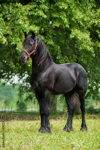 Beautiful young friesian horse in summer © Rita Kochmarjova