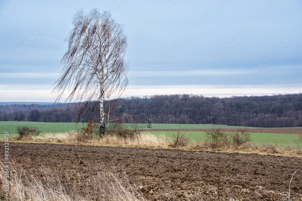 Obraz premium tree, birch growing among the fields