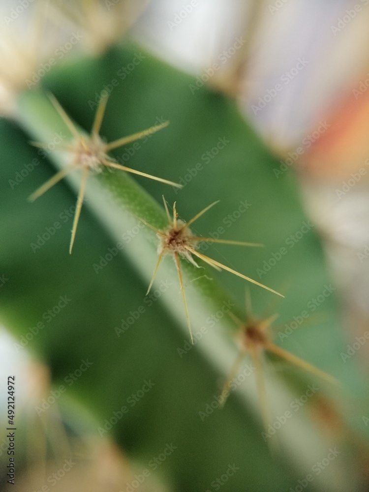 Cactus Close up Cactus Close up