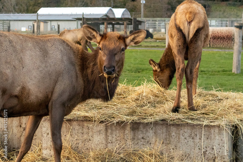 farmed elk eating in grassy winter field