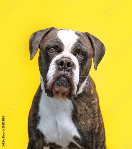 studio shot of a cute dog on an isolated background © annette shaff