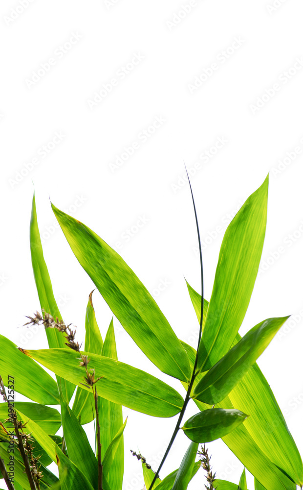 A bunch of Bamboo leaves with its dried flower isolated on white background. A bunch of Bamboo leaves with its dried flower isolated on white background.