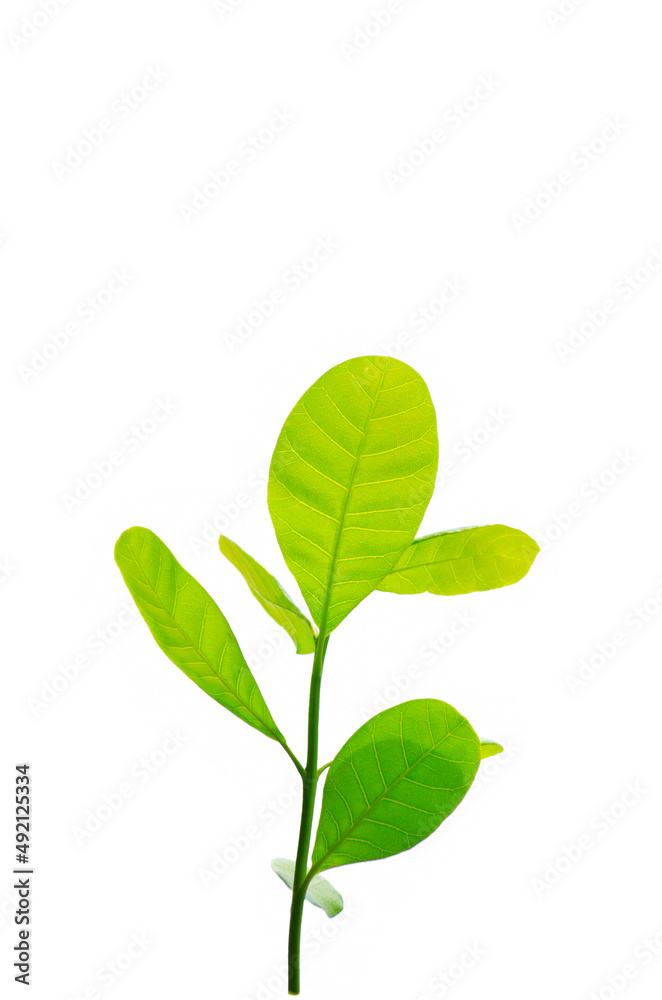 The bunch of anacardium occidentale leave isolated on white background. The bunch of anacardium occidentale leave isolated on white background.