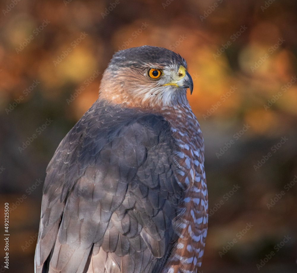 big cooper's hawk sitting in its natural environment big cooper's hawk sitting in its natural environment