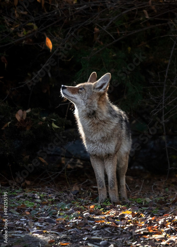 Slika na platnu Beautiful photo of a wild coyote out in nature