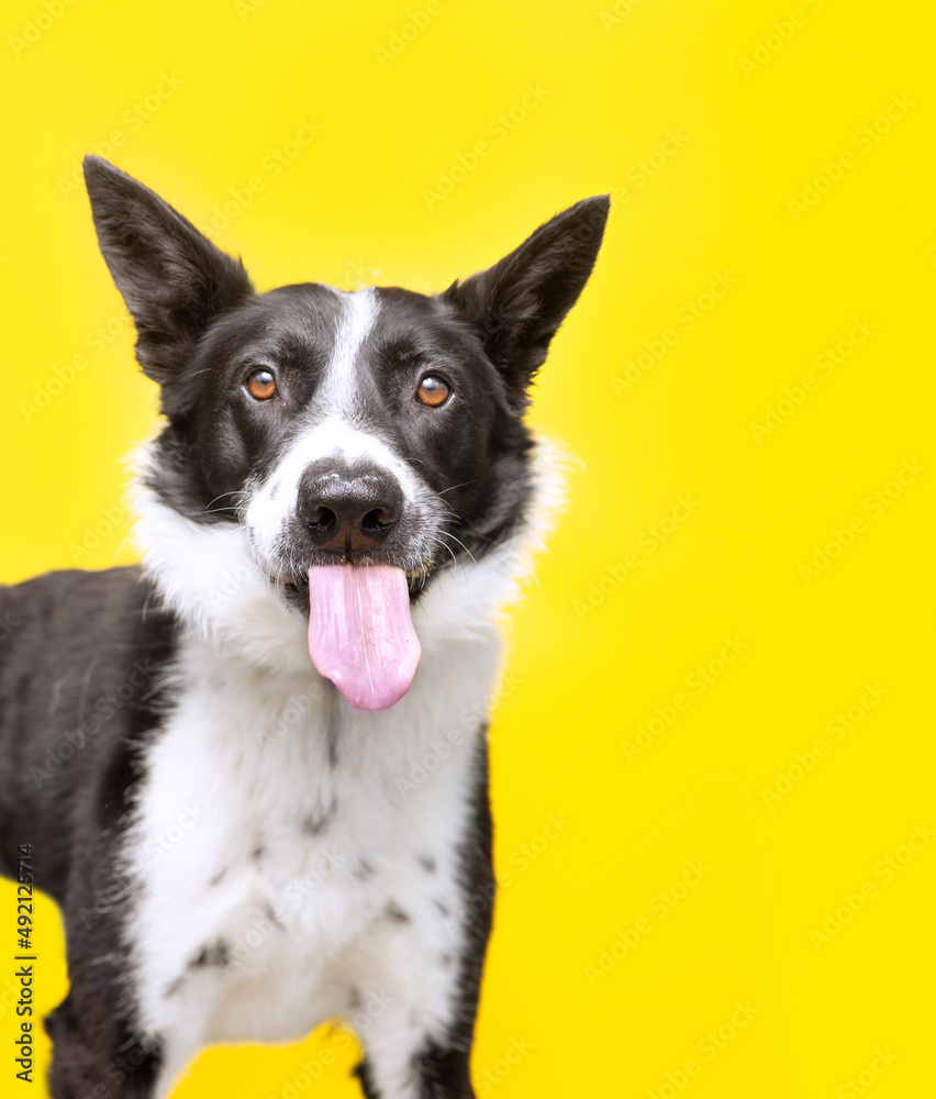 studio shot of a cute dog on an isolated background