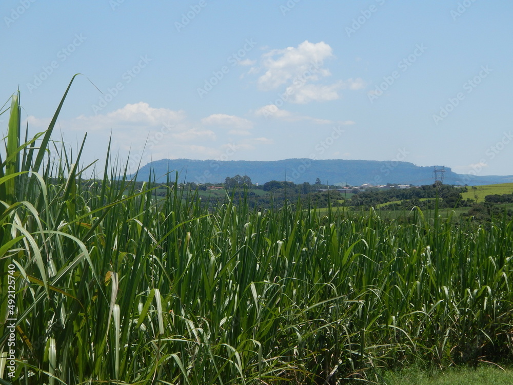 Obraz premium Campo - Ipeúna