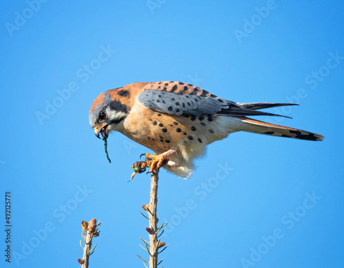 Foto American kestrel eating a grub on a branch