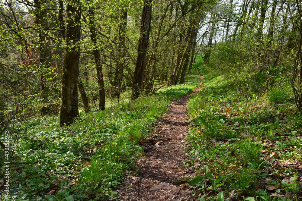 Forest path Forest trees Road Sunshine Nature green Forest path Forest trees Road Sunshine Nature green