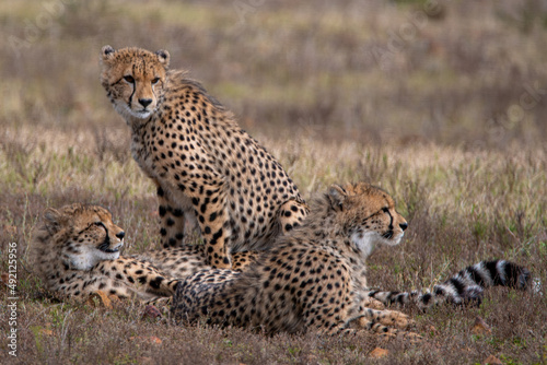 three cheetahs family in the wilds of africa