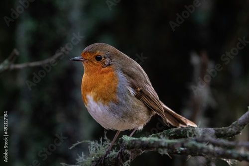 Robin in woodland