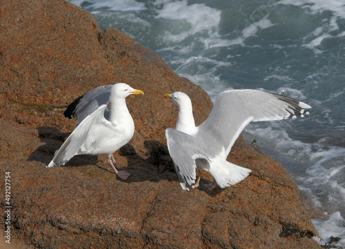 Gulls on a rock in Brittany France